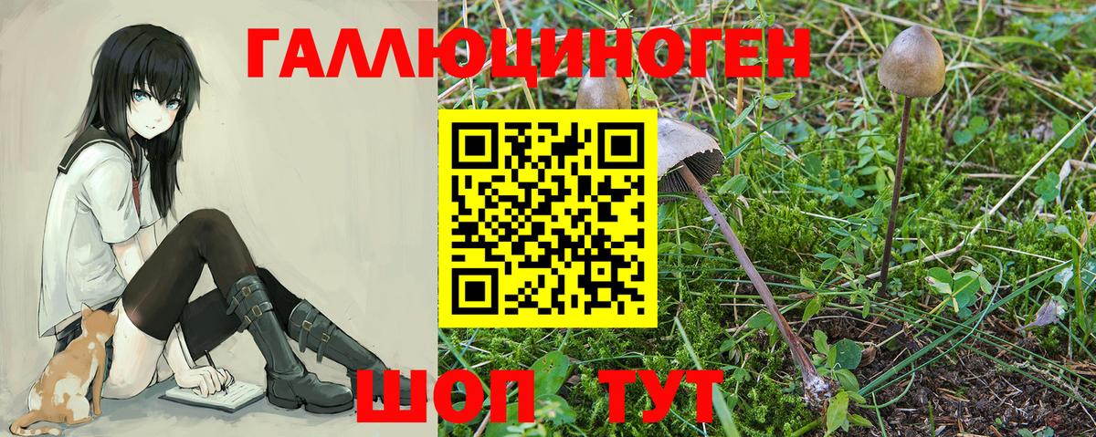 Галлюциногенные грибы Psilocybe Ессентуки
